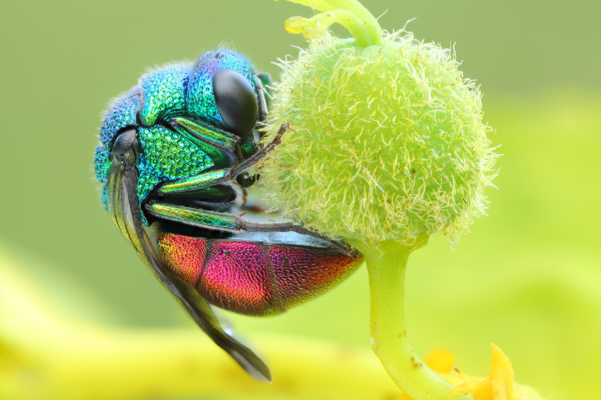 Macro Photography Tips Canon YouConnect Canon Italia